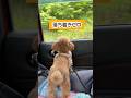 車に乗るとスイッチが入っちゃうララちゃん #shorts #トイプードル #可愛い犬