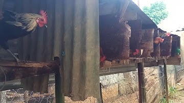 qaib dib noob qaib qu nyiam noog tau2019