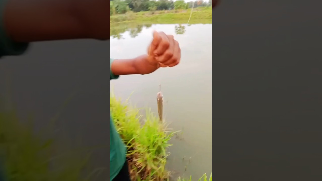 ছিপ দিয়ে কি মাছ ধরলাম ❤️🐟(265) bengali village hook fishing video ll