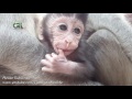 Life of monkeys Ep129