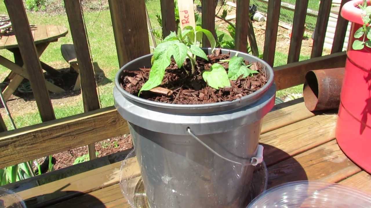Tomatoes - mulching and watering Tomatoes - mulching and watering
