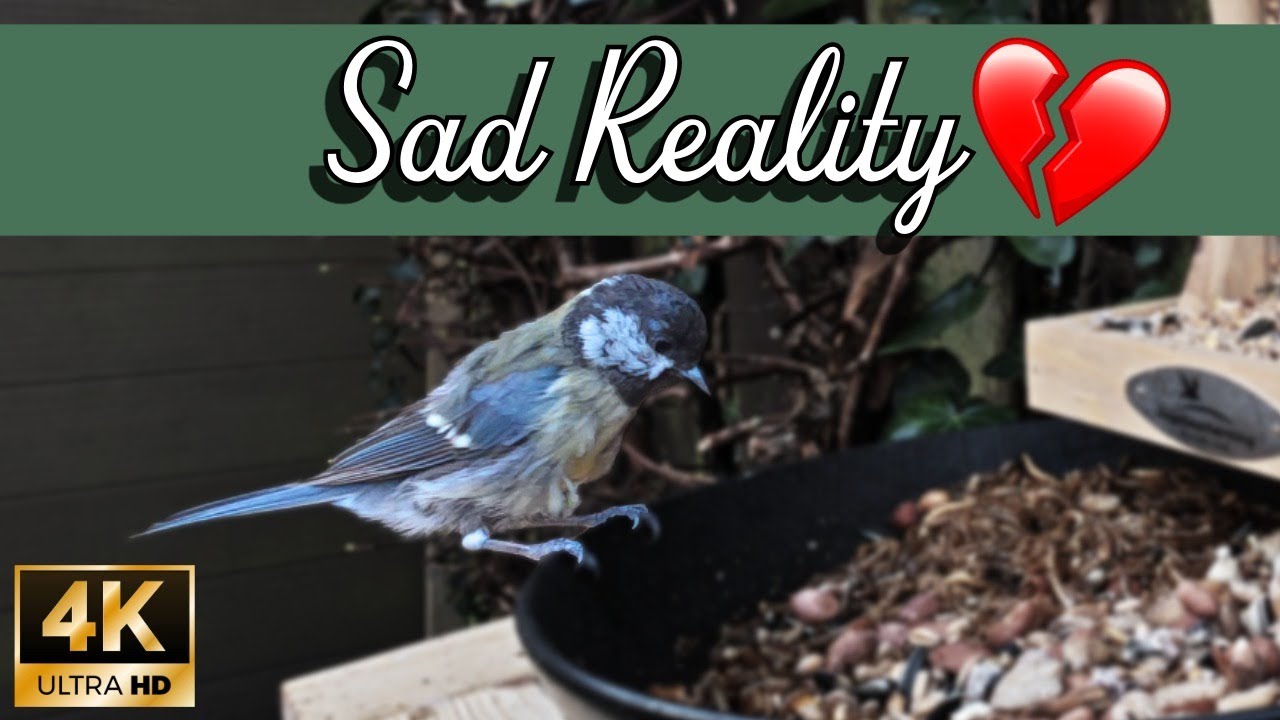 Sad Reality: Struggling Great Tit vs. Healthy Rival (4K Urban Nature)