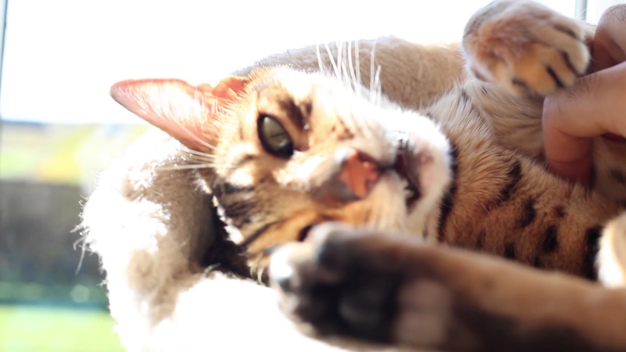 Luna cute chirping after a day at the vet