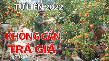 Dù cận Tết Quất Tết Tứ Liên vẫn đầy vườn người mua thỏa sức chọn #hnp