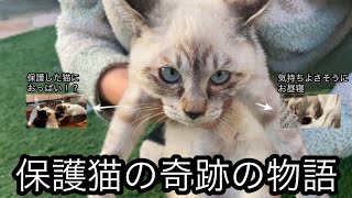 極寒で凍えている野良猫が保護され幸せになるまでの奇跡の物語