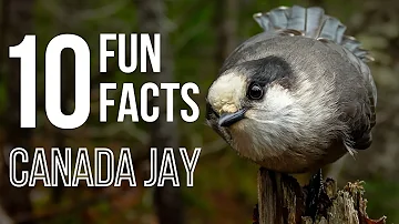 Why are some Blue Jays GREY?