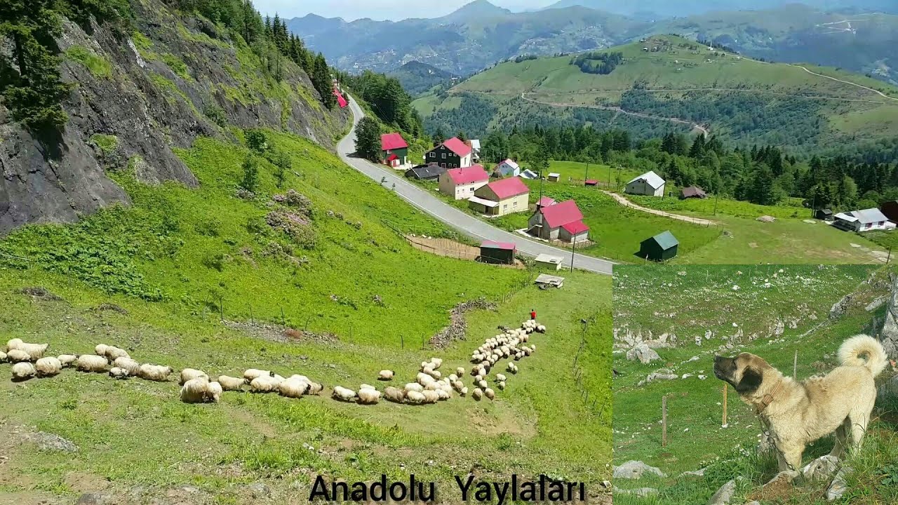 SİSDAĞI / ŞALPAZARI TRABZON BÖLÜMÜ / GÖÇ