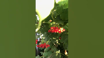 Mundillo Kalina Viburnum Schneeballbeeren 