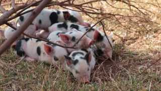 Piglets - Dasher, Dancer, Prancer, Vixen, Comet, Cupid, Donner And Blitzen