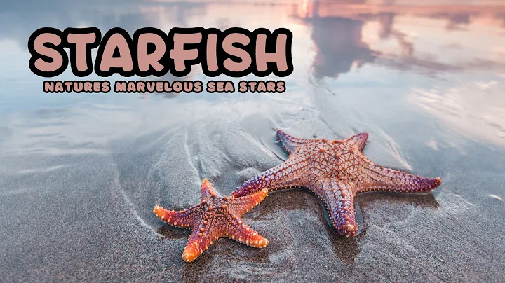 Starfish | Kids educational video
