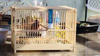 Canary hybrid - Mixto de canario - Mulatito - Hibrido de canario