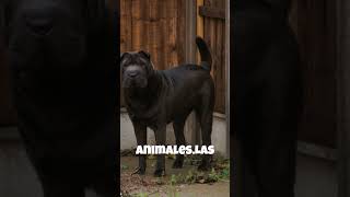 Debes saber esto del Shar Pei. Dato curioso . #shorts #perros .