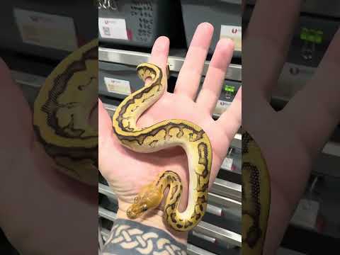 Hurricane Gstripe Clown FTW