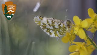 Outside Science (inside parks): Island Marble Butterfly