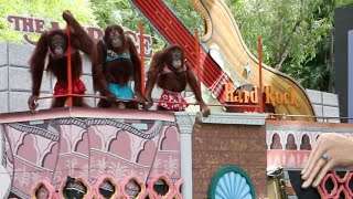 Monkey Show | Safari world | Thailand โชว์ลิงอุรังอุตัง สนุกฮาสุดๆ ที่ซาฟารี เวิลด์