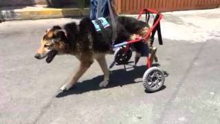 Pastor Aleman discapacitado en silla de ruedas www car can com mx