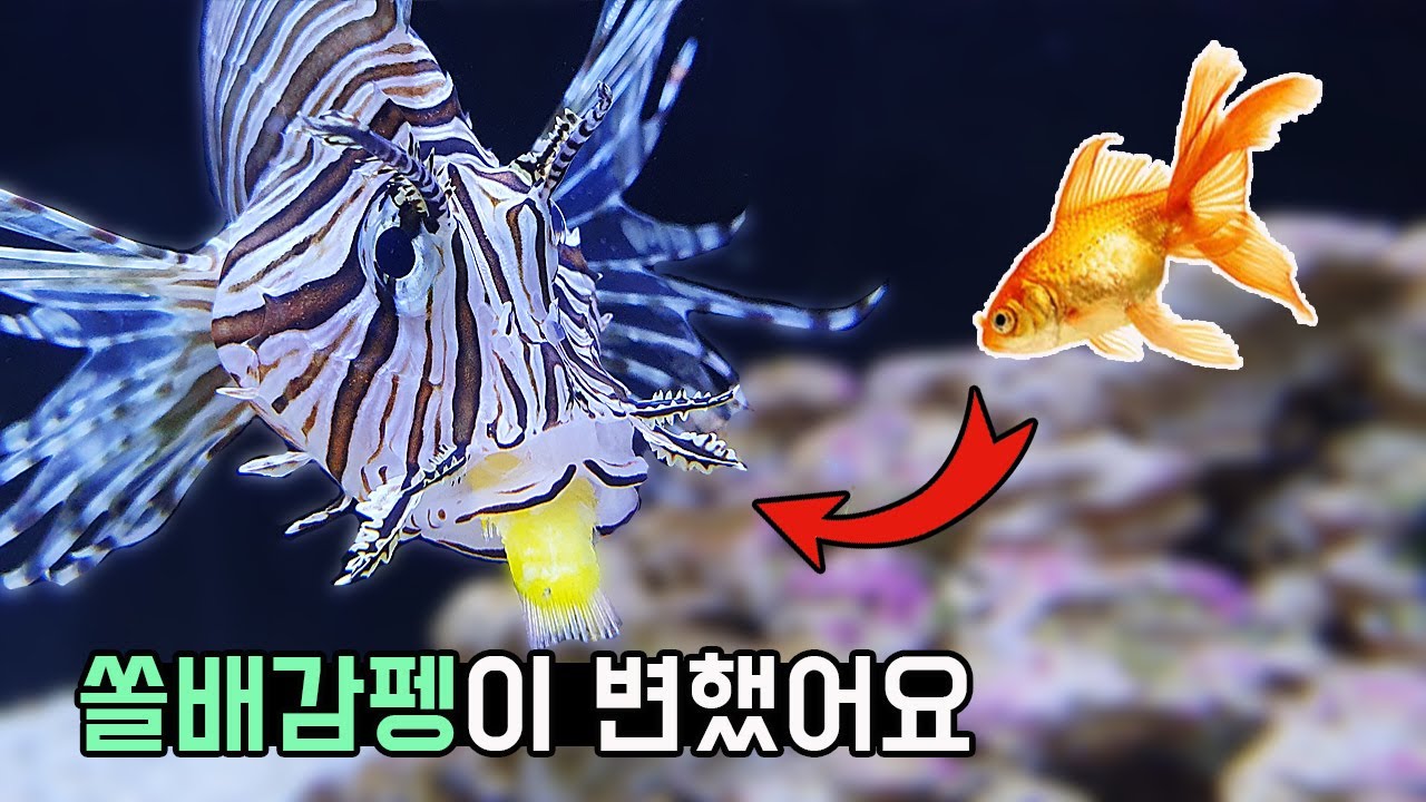 금붕어가 사라지는데까지 단 0.1초... 무자비한 폭식어 쏠배감펭에게 사료맛을 보여줬더니? [TV생물도감]