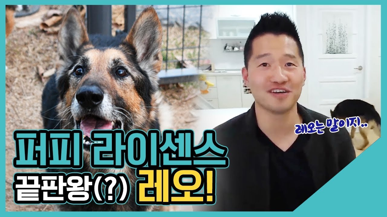 퍼피 라이센스 끝판왕(?) 레오!｜수밤라이브