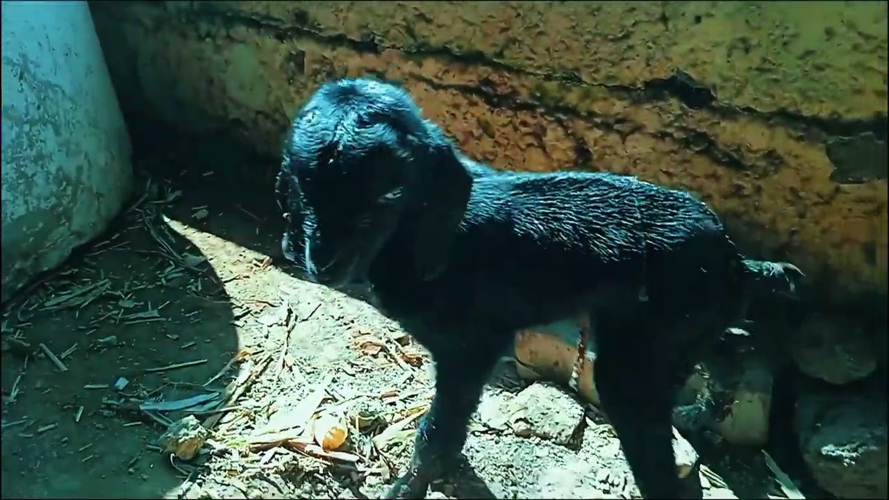 😍🔥 शेळी ने दोन पिल्ले दिली | शेतातील नियोजन 👍 