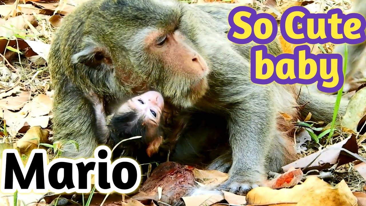 happy monkey münster speisekarte Congratulation Merry get Newborn Baby 0n time 14:50 at 11-03-19,Baby monkey of Merry's Maci,Part 2