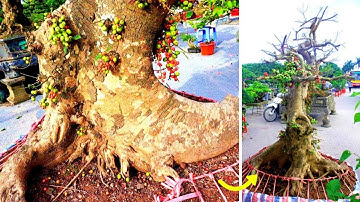 Tận mắt ngắm "quái" sung độc dị trăm triệu xuống phố Hà Nội