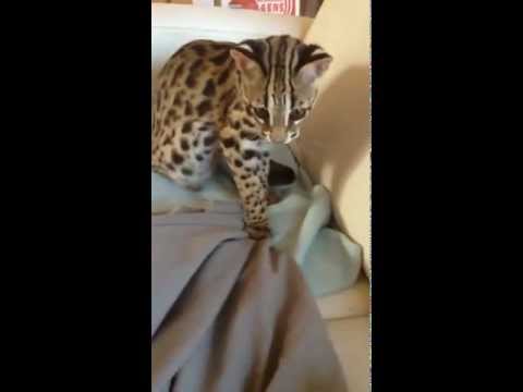 Bengal Caractéristiques Caractère Santé Prix