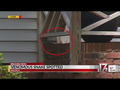 CBS 17 reporter spots cobra on Raleigh home's porch