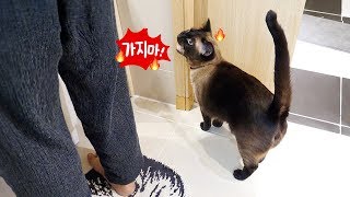 Cat Stopping His Owner from Leaving