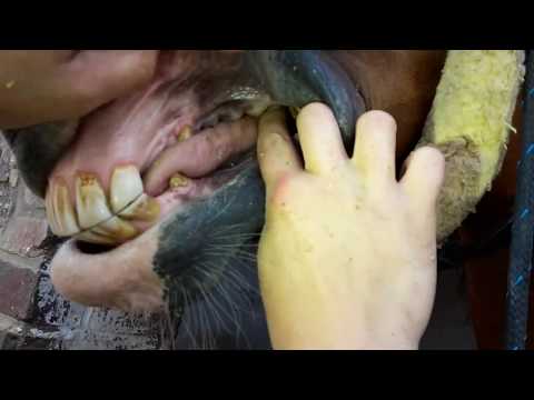 Vidéo: Dentisterie Des Animaux De Ferme, Partie 1 - Tout Sur Les Dents De Cheval Et Les Soins Bucco-dentaires Pour Les Chevaux