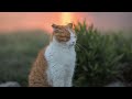【人気の猫写真 2022年3月】NEKOくらぶ Mar/2022 ~ネコ好きはヤメラレナイ~