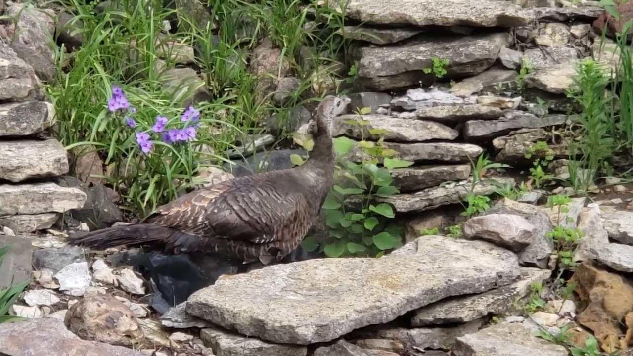 Wild Turkey drinking water in my backyard