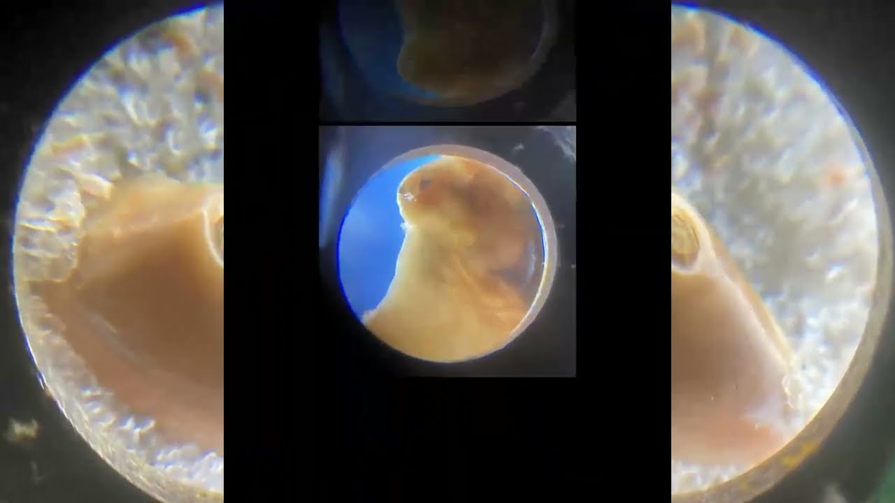 Nature Magnified - Looking Closer