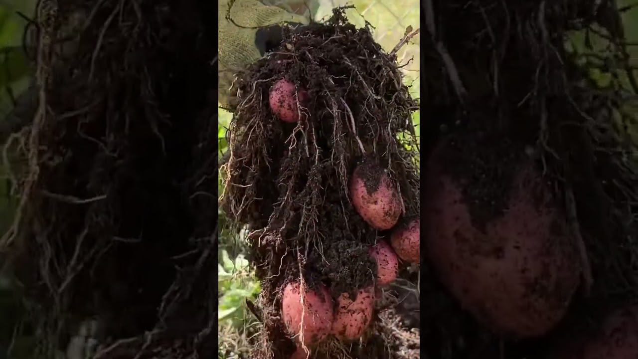 Siembra y cosecha de papas #chile #huerta #huertaencasa #papas #jardinería #siembra #cosecha