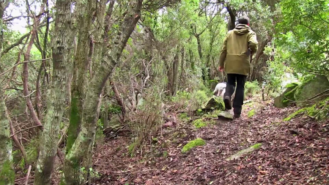 En cazaderos franceses, con buenos becaderos y sus perros. Domingo 19 a las 