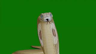 Talking Snake  screenshot 4