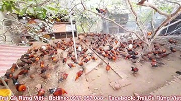 TRẠI GÀ RỪNG QUY MÔ TẠI THANH HÓA