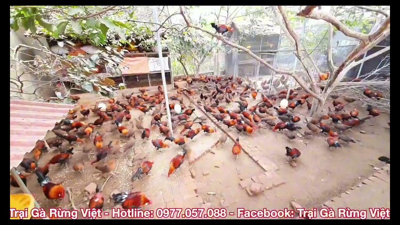 TRẠI GÀ RỪNG QUY MÔ TẠI THANH HÓA