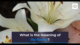 What is the meaning of lily flower? (Symbolism)