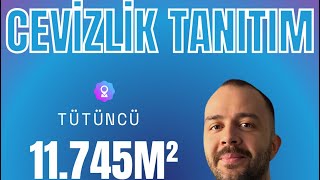 Bu Yeri̇ Kaçirmayin Chandler Ci̇nsi̇ Cevi̇zleri̇mi̇z Gelecek İçi̇n Hari̇ka Bi̇r Yatirim