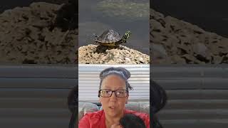Meditating Turtle 🐢 #meditation #funny #pottsmamabear