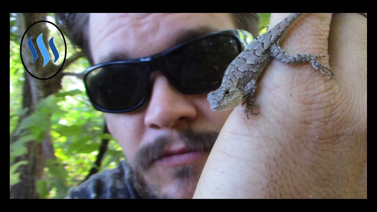 camera iphone 8 plus apk THE WILD-MAN'S WILD FRIENDS VIDEO SERIES - EASTERN FENCE LIZARD