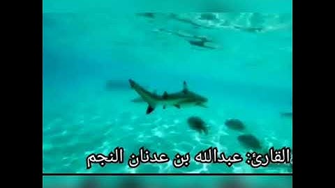 سورة الزمر آية 53(قُلۡ یَـٰعِبَادِیَ ٱلَّذِینَ أَسۡرَفُوا۟ عَلَىٰۤ أَنفُسِهِمۡ لَا تَقۡنَطُوا۟ )
