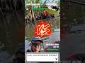 Giant snakehead battle , pokemon style #ปลาชะโด #ikantoman #snakeheadfish #fishinggame