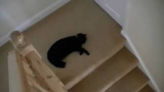 Charlie On The Landing