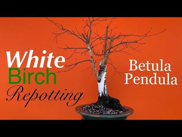Bonsai - European White Birch / Repotting / Create a Bonsai from a Nursery  Stock / February 2020 - YouTube