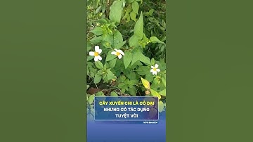 Cây xuyến chi có tác dụng tuyệt vời #shorts #short #youtubeshorts #shortvideo #trending