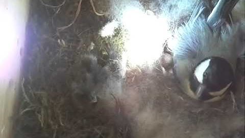 Raspberry Pi Bird Box 2015-05-10 16:45