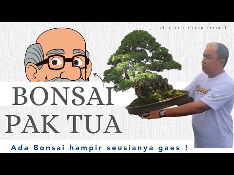 WOW.. BONSAI INI HAMPIR SEUSIA PEMILIKNYA