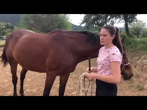 Videó: Mi az állítható sebességű lovas?
