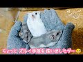 【念願の…❤️】ちょっとズルイ手段を使って出されたハムスター